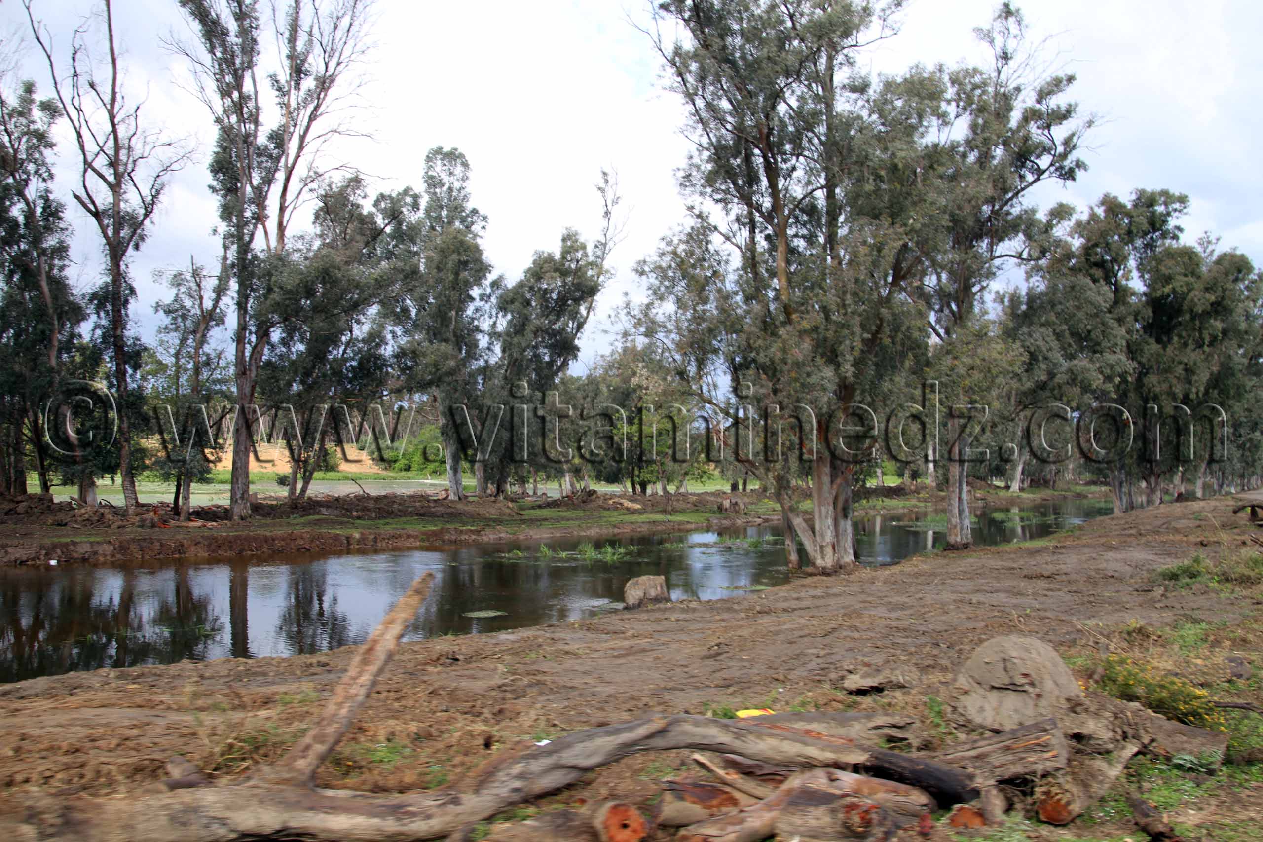Parc National d'El Kala, Oued Messida (Wilaya Tarf)
