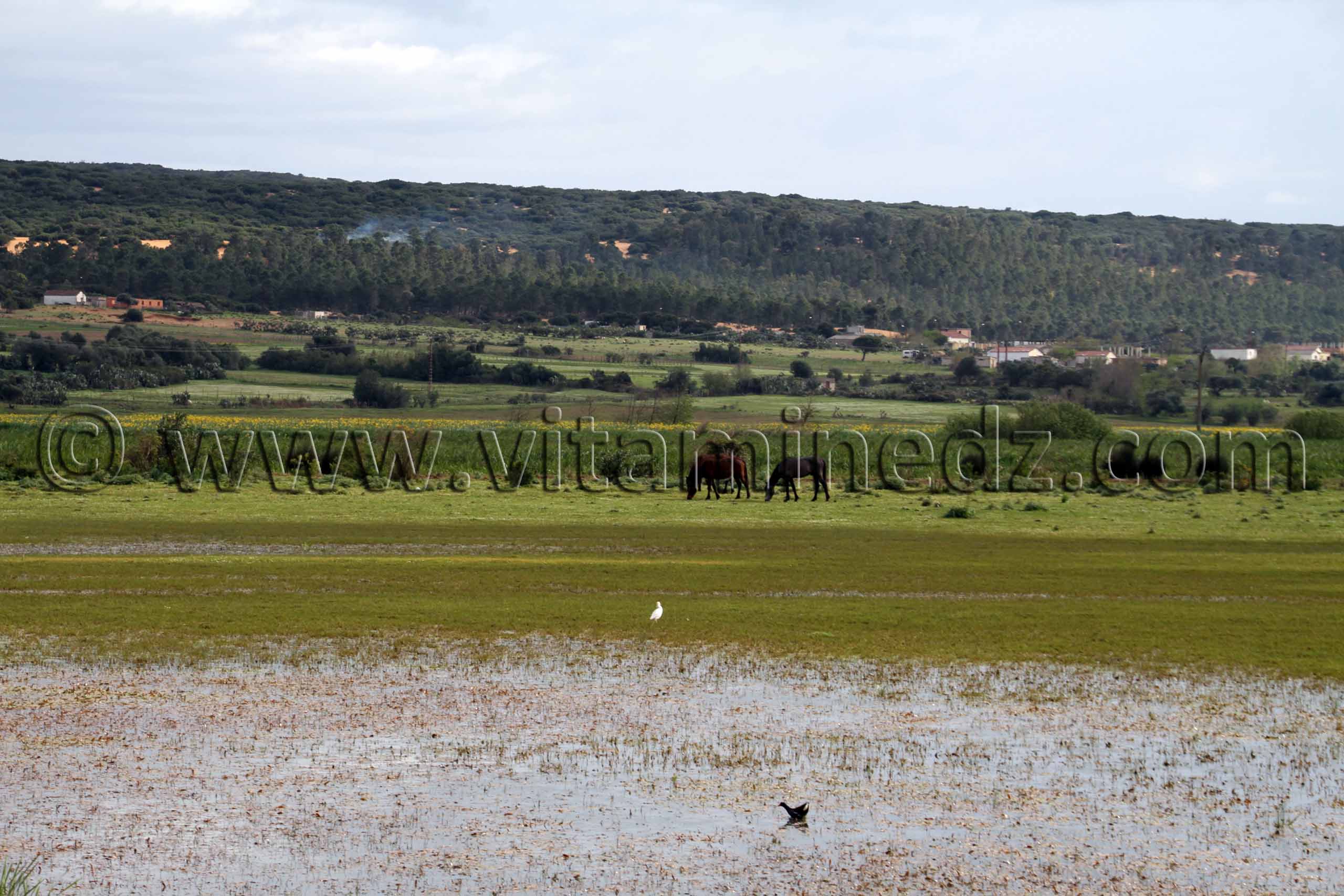 Parc National d'El Kala, Oued Messida, marecages (Wilaya Tarf)