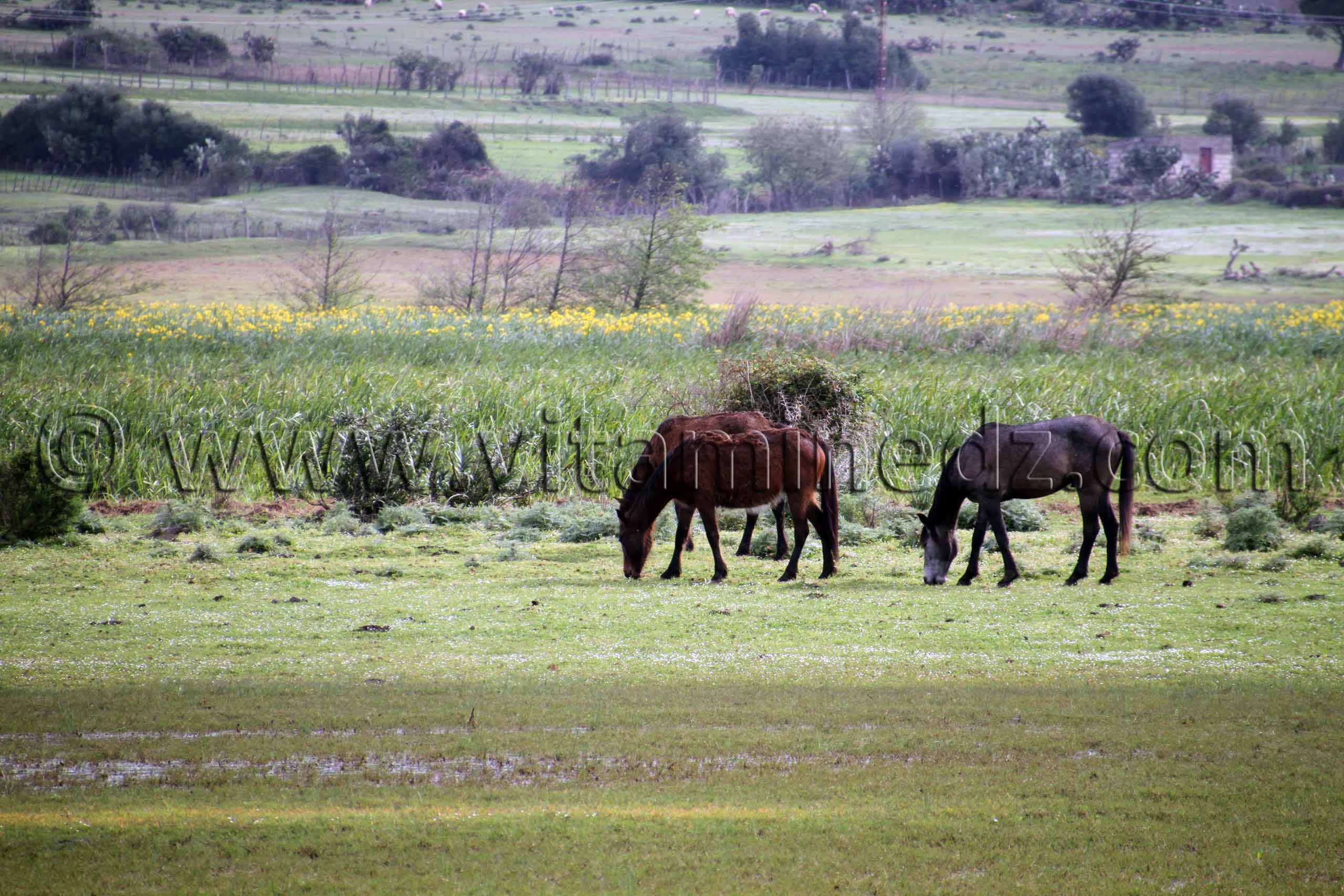 Chevaux Parc National d'El Kala, (Wilaya Tarf)