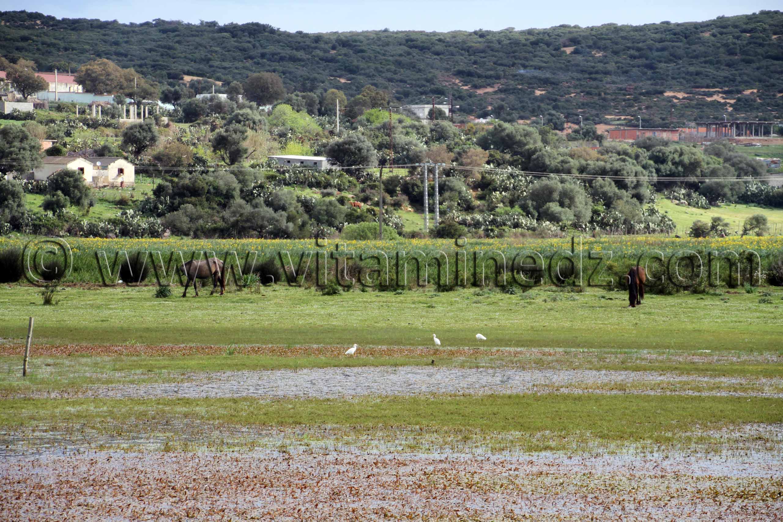 Parc National d'El Kala, Oued Messida, Djbel Messida, Oum Chtab (Wilaya Tarf)