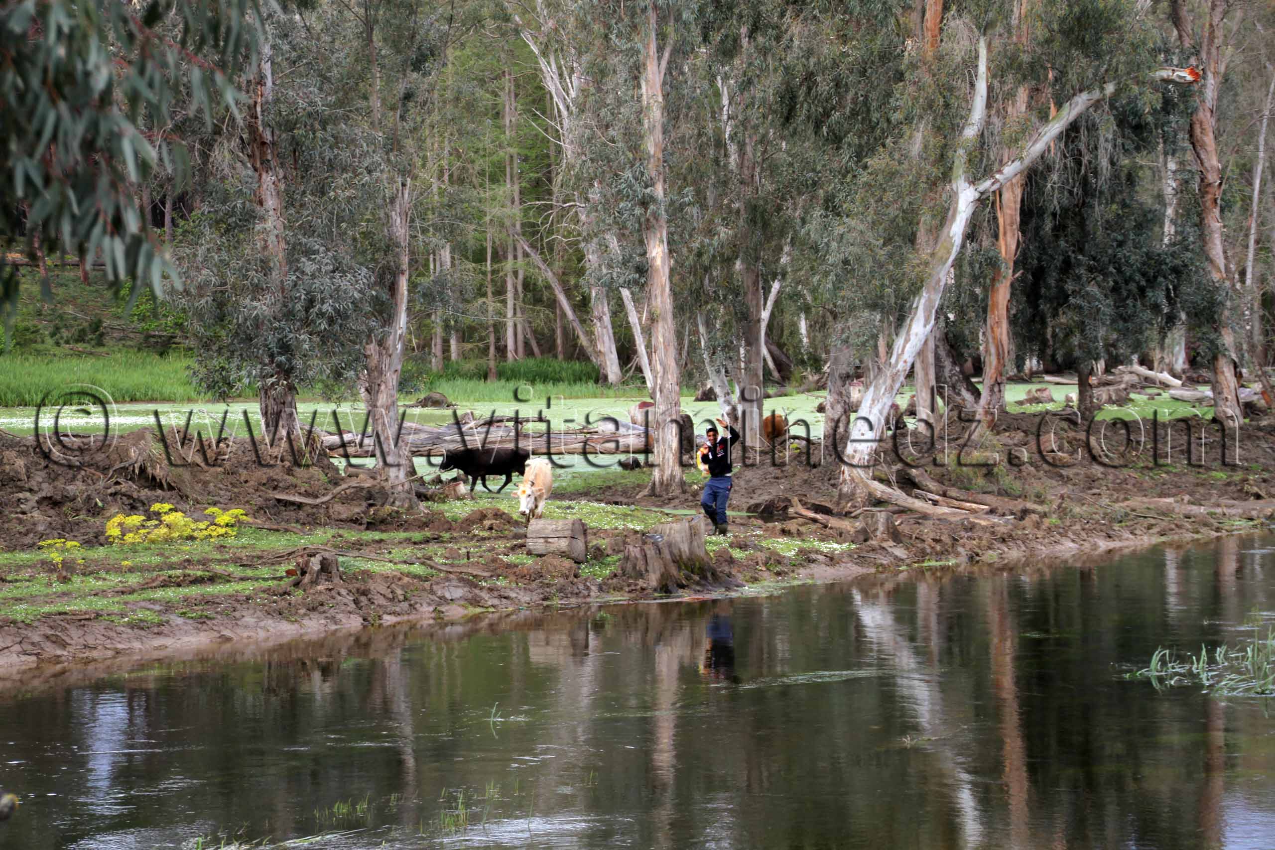 Parc National d'El Kala, Oued Messida (Wilaya Tarf)