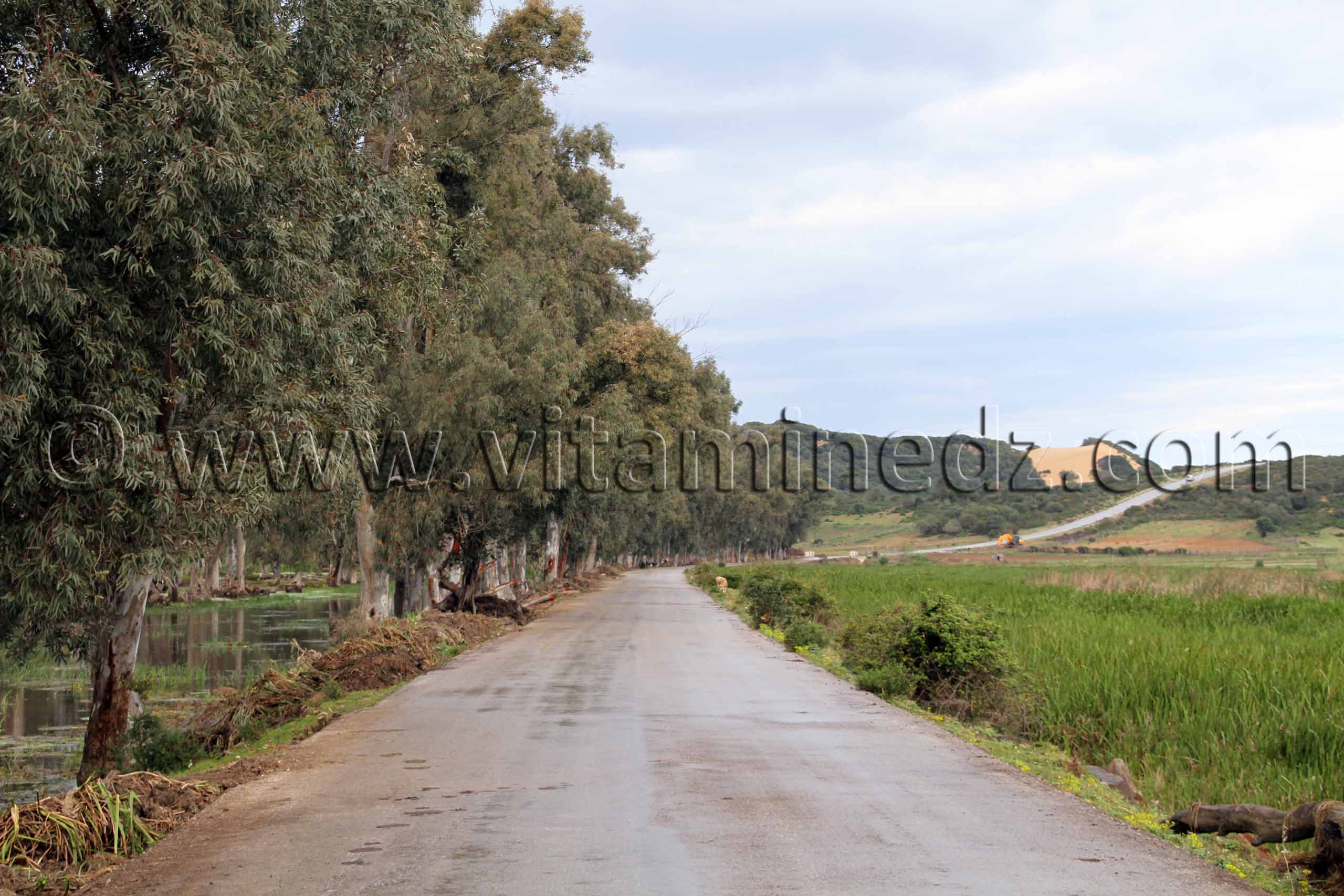 Route vers plage Messida, Parc National d'El Kala (Wilaya Tarf)