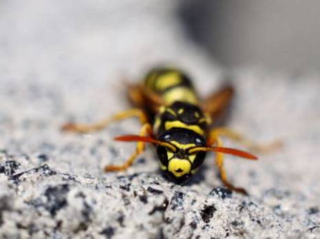 Planète - Biodiversité:  Enjeu stratégique pour l’humanité. Cas de l'Algérie