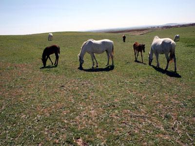 Des contraintes risquent d’hypothéquer cette activité:  Le développement de l’élevage équin à Laghouat freiné