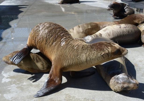 Planète - La Californie perplexe face à l'arrivée inexpliquée de centaines d'otaries