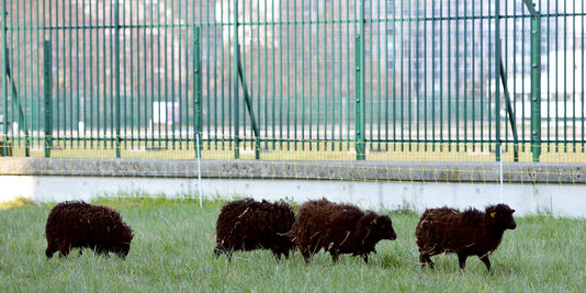 Planète - France:  Des moutons pour tondre en ville, vrai gain pour l'environnement?