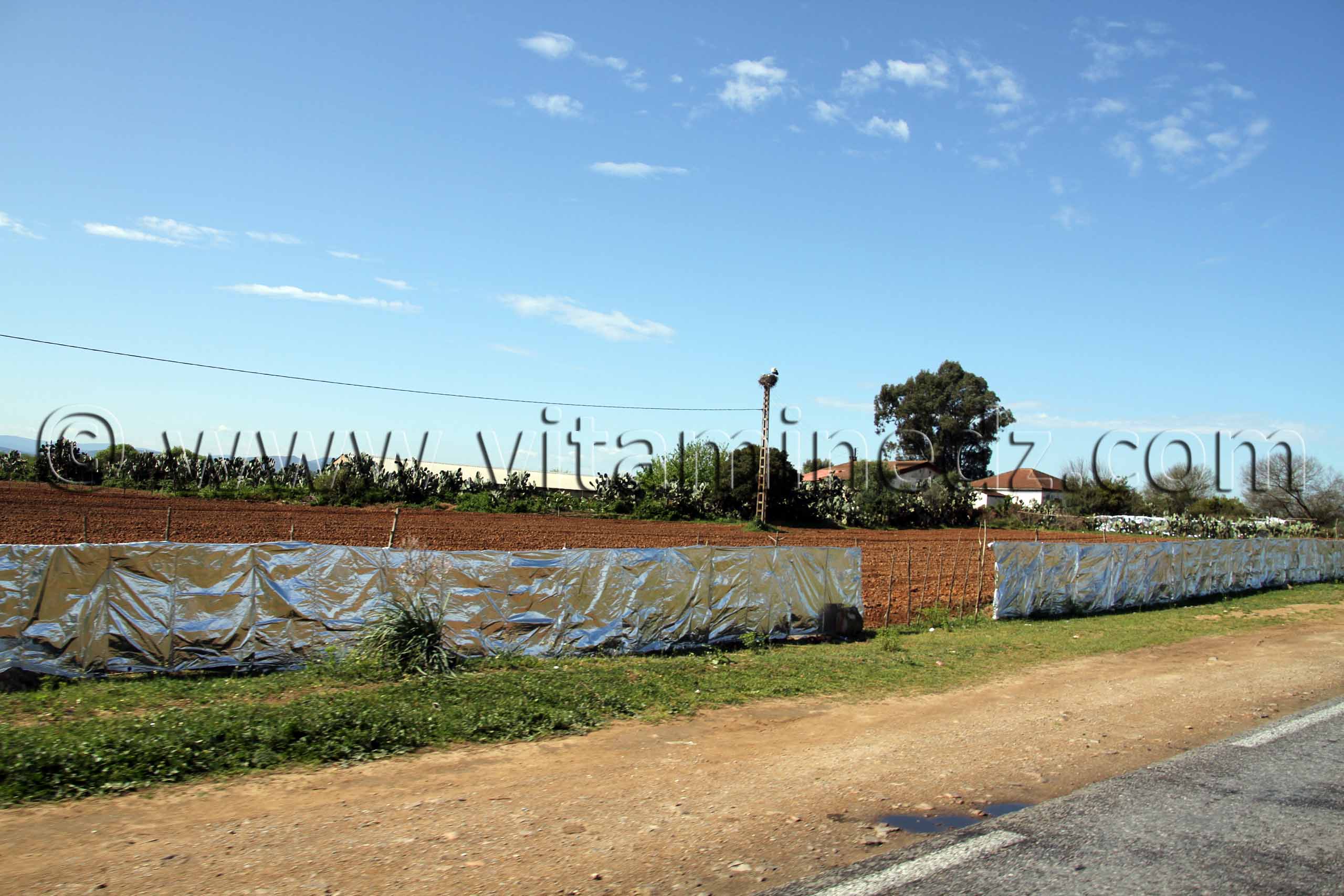 Champs protégés par de l'aluminium contre les oiseaux très présents dans la Commune de Berrihane entre Annaba et El Kala (Wilaya Tarf)