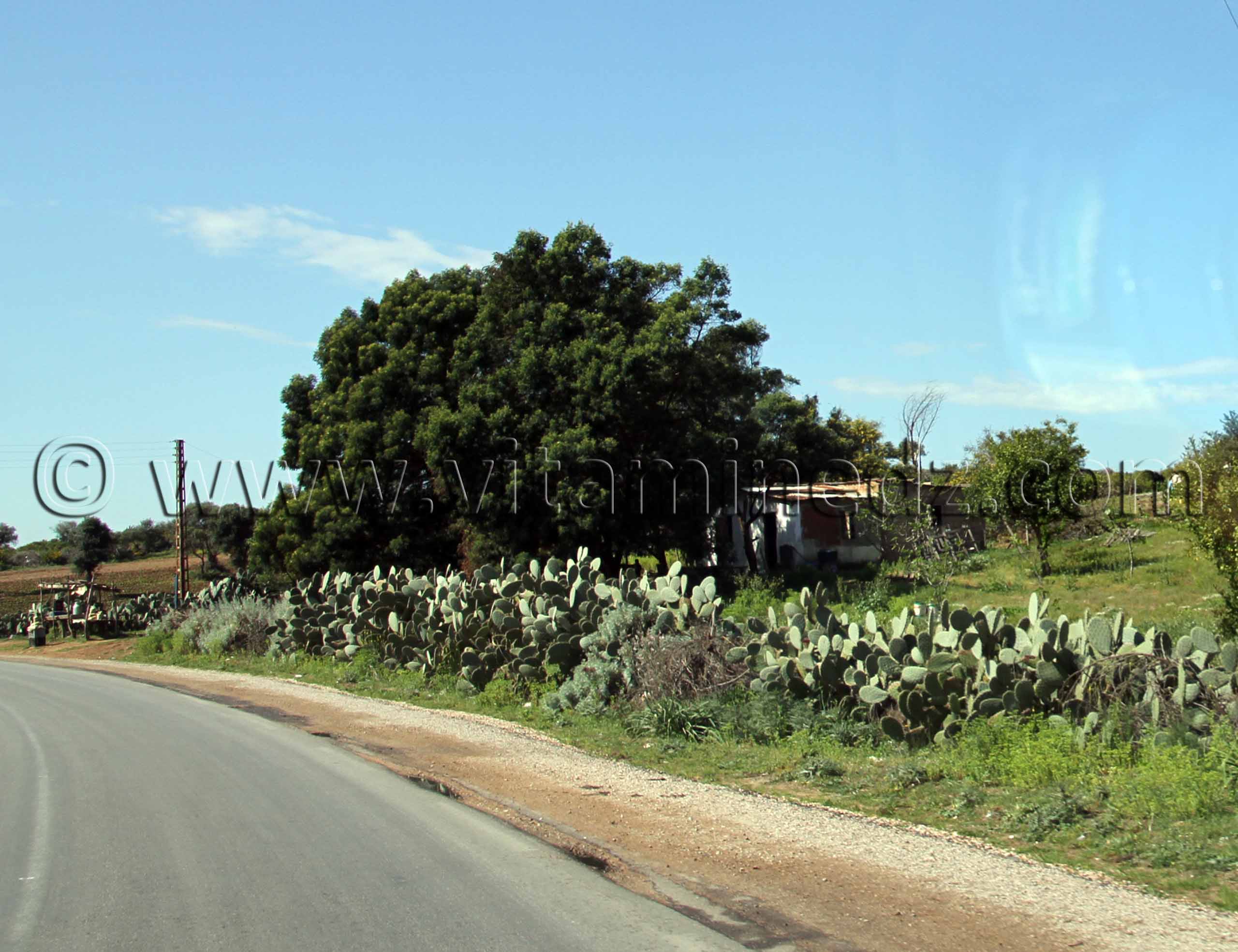 Figuier de barbarie Commune de Berrihane entre Annaba et El Kala (Wilaya Tarf)