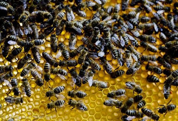 Planète - Ces précieux pollinisateurs que l’on éradique