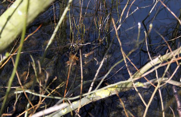 Planète - Le bois de Vincennes, plus sauvage qu'on ne le croit