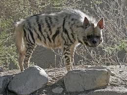 Photographiée par une équipe de l’INRF:  Une hyène rayée découverte morte à Constantine