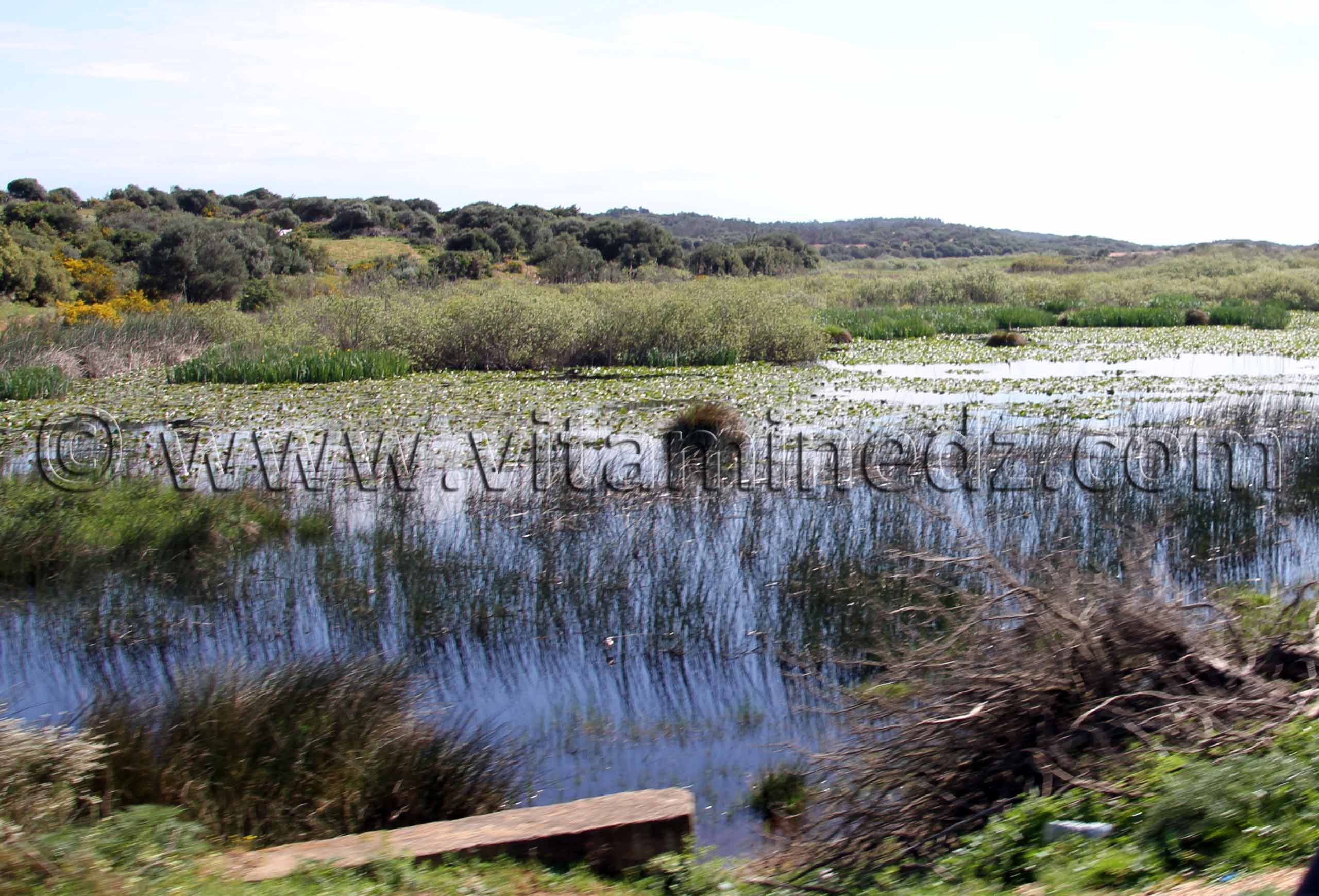 Marécages, Commune de Benmhidi, wilaya de Tarf
