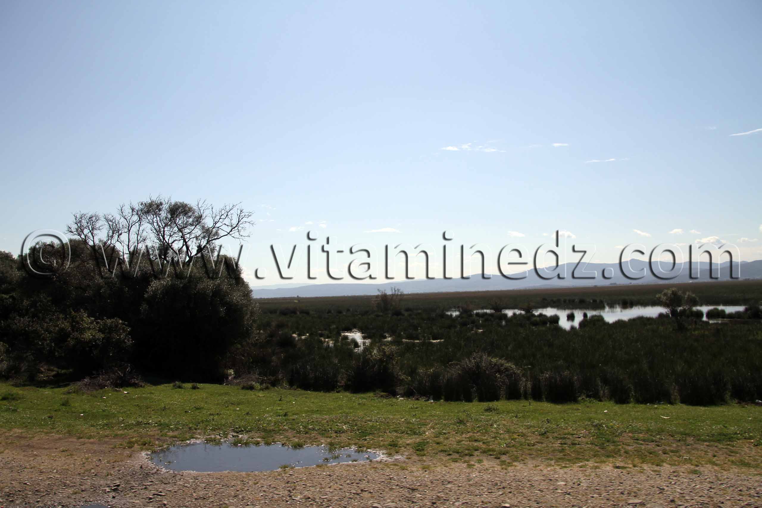 Marécages, Commune de Benmhidi, wilaya de Tarf