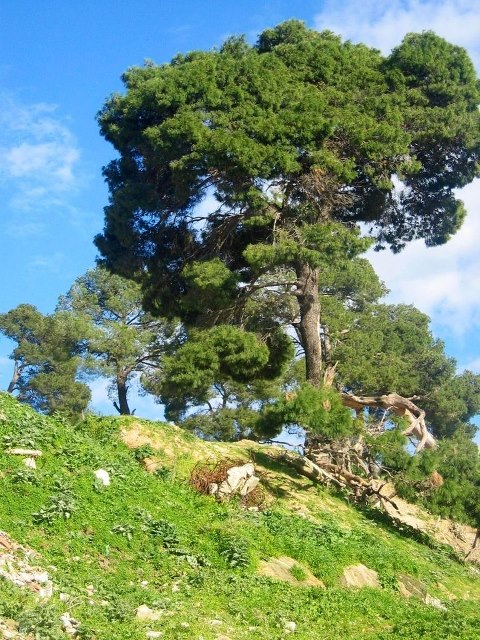 الغابات الخضراء