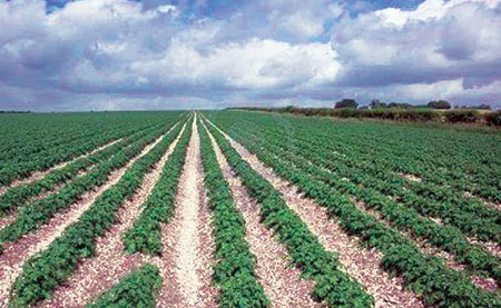 Oran - Agriculture: Les fellahs demandent le respect de la classification agricole