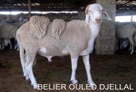 Benaïssa à Biskra:  Une fête et des problèmes (Bélier d'Ouled Djellel)