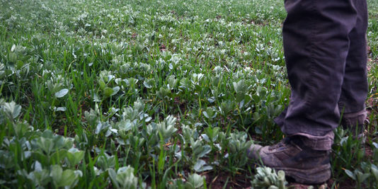 Planète - France: L'agroécologie, un chantier prioritaire pour l'INRA