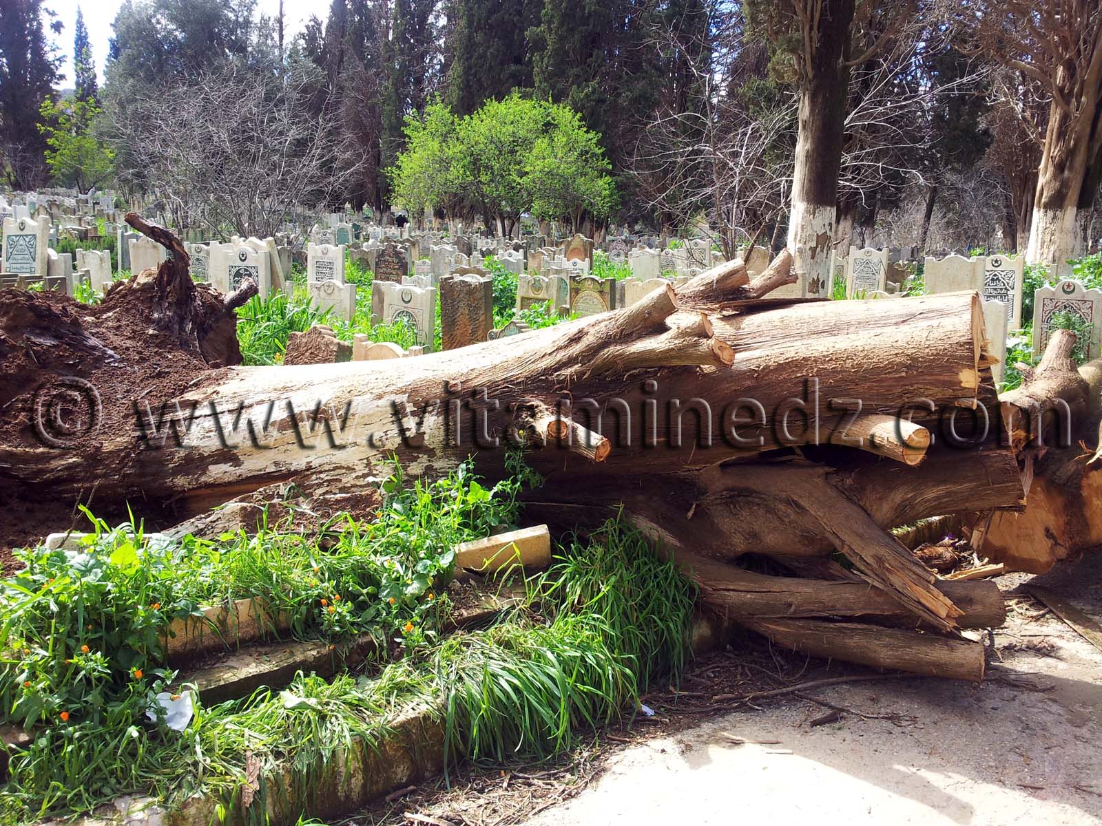 Photo cimetière ville Tlemcen, Algérie