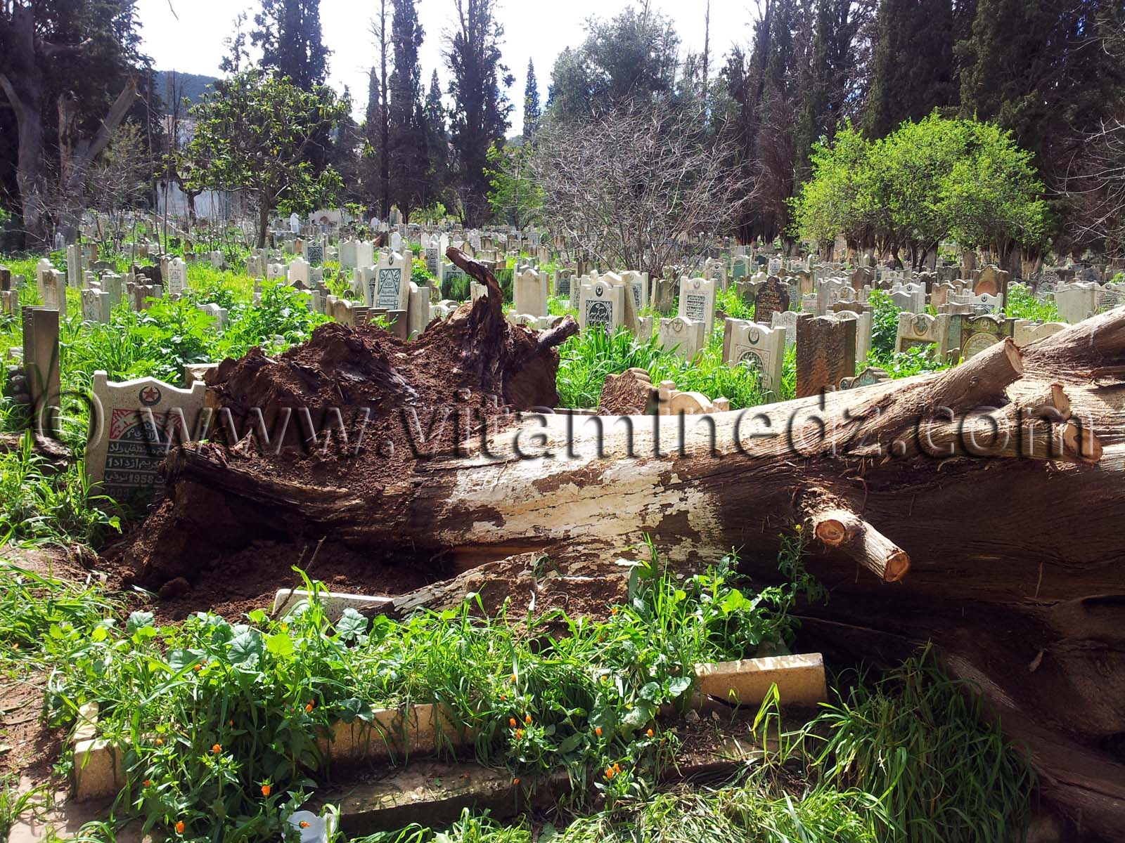Cimetière Sidi Senoussi, ville Tlemcen, Algérie
