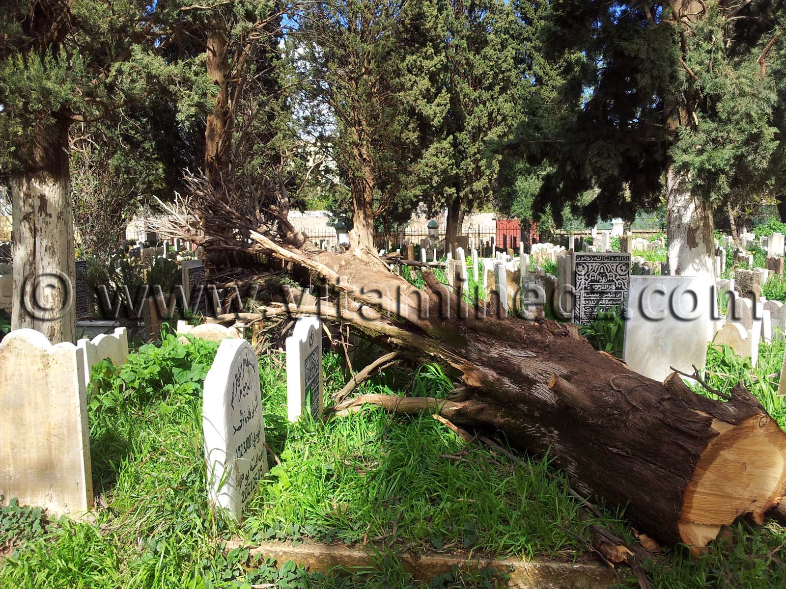 Cimetière ville Tlemcen dévasté ... ou est le Maire de Tlemcen?