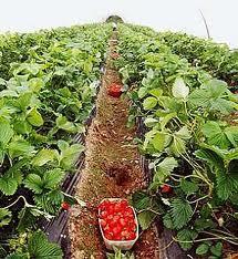 LA CULTURE DE LA FRAISE À JIJEL:  Une fête et des potentialités à valoriser