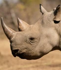 Afrique - Les derniers rhinocéros du parc Limpopo du Mozambique tués par leurs propres gardes