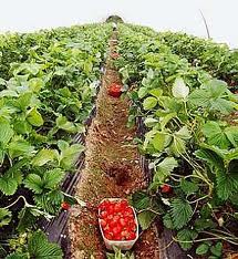 LA CULTURE DE LA FRAISE À JIJEL:  Une fête et des potentialités à valoriser