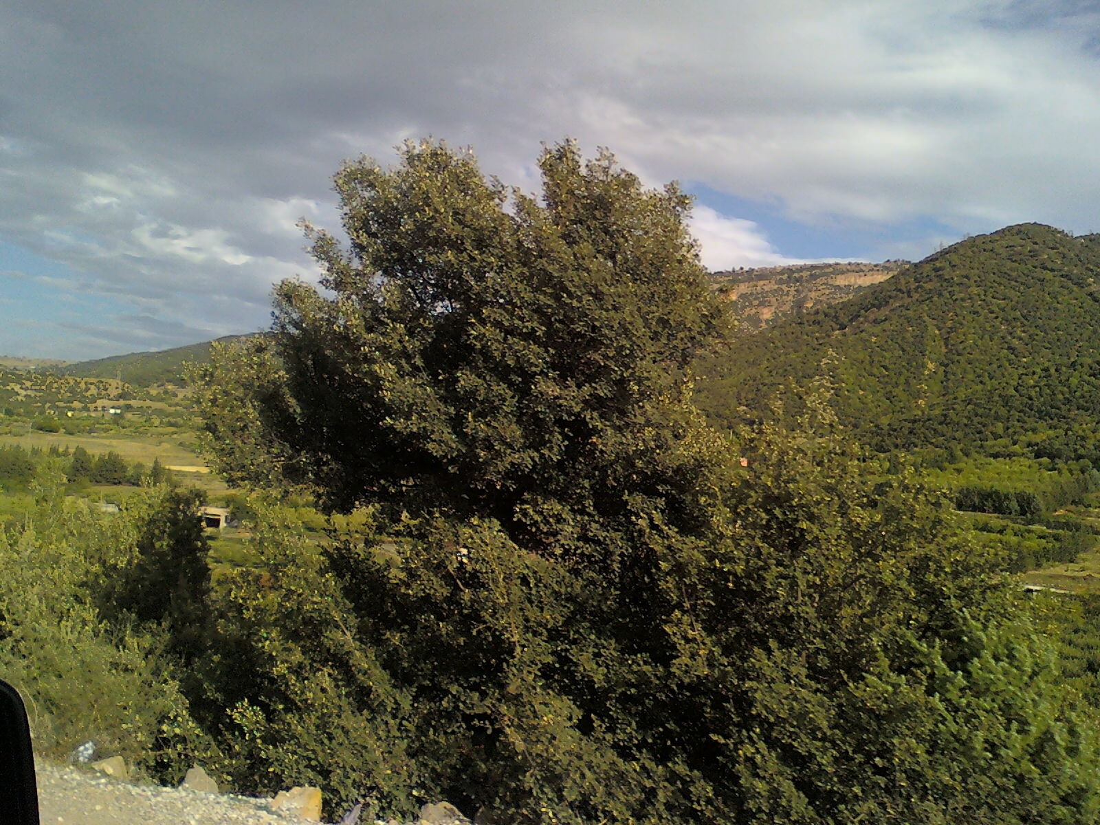 BOUAGHRIOU ET BERKANE *KANTINA*