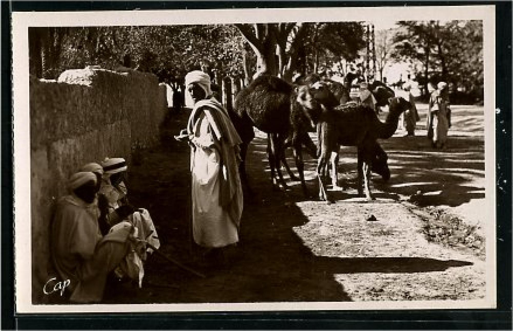 Bou Saada  - bou saada - marchand de chameaux