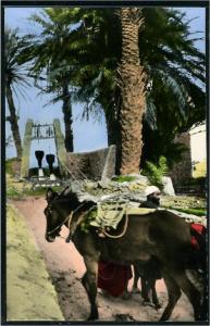 Guerrara  - tirage de l'eau du puits