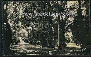 Sidi Bel Abbes  - le jardin public - les allées