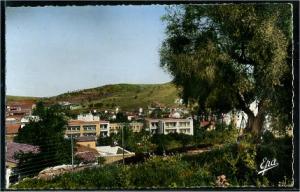 Souk Ahras  - vue partielle et olivier saint augustin