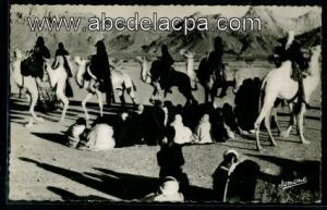 Tamanrasset  - danse des chameaux à tamanrasset