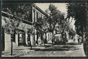 Teniet el Haad  - avenue du sersou