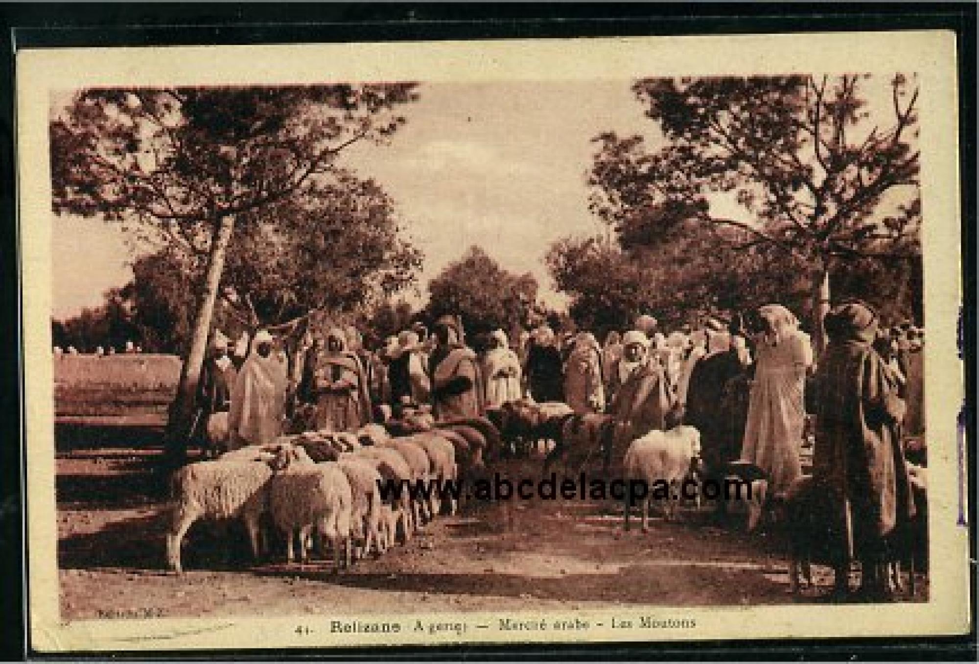 Relizane  - marché arabe - les moutons