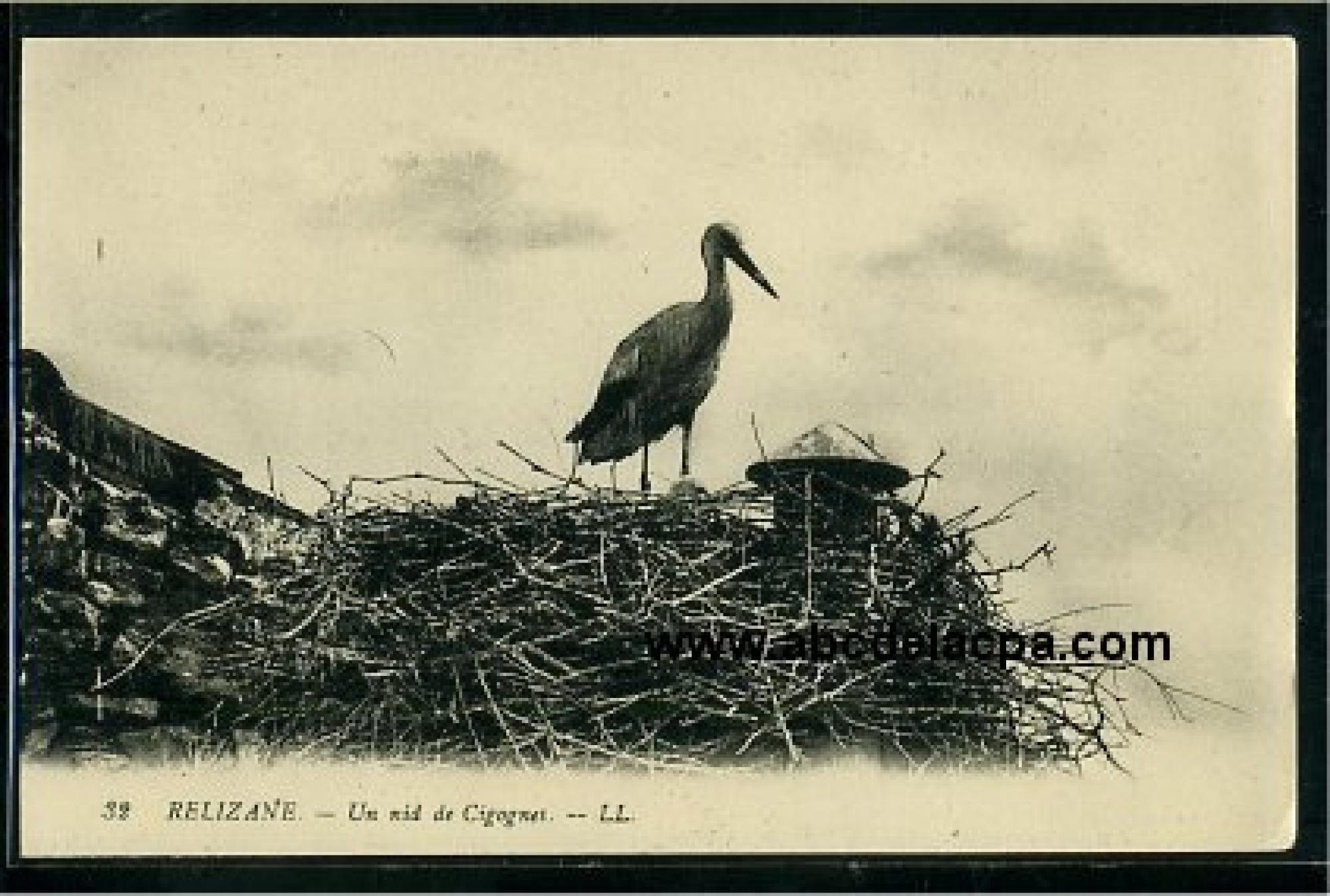 Relizane  - un nid de cigognes
