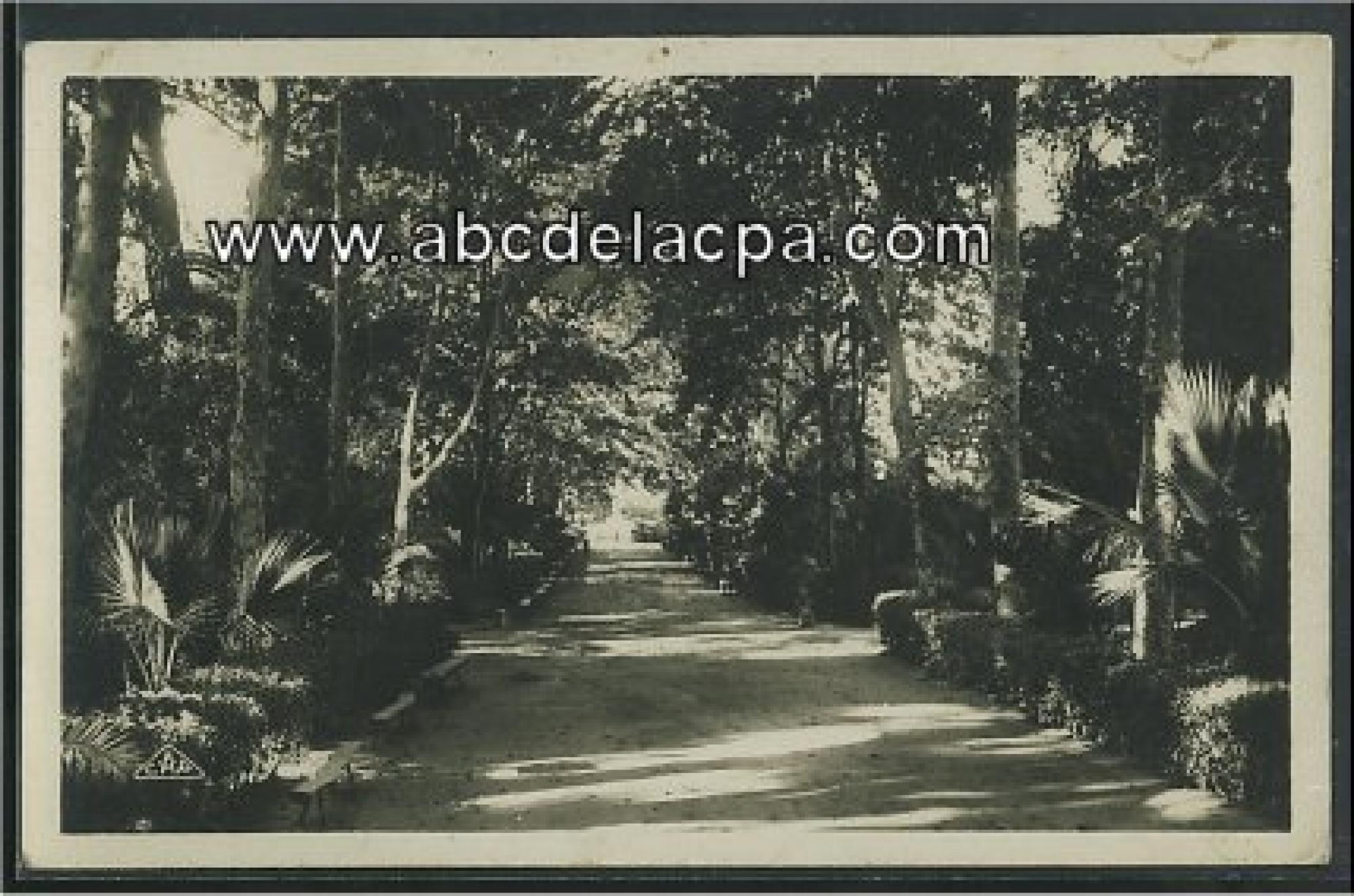 Sidi Bel Abbes  - une allée du jardin public