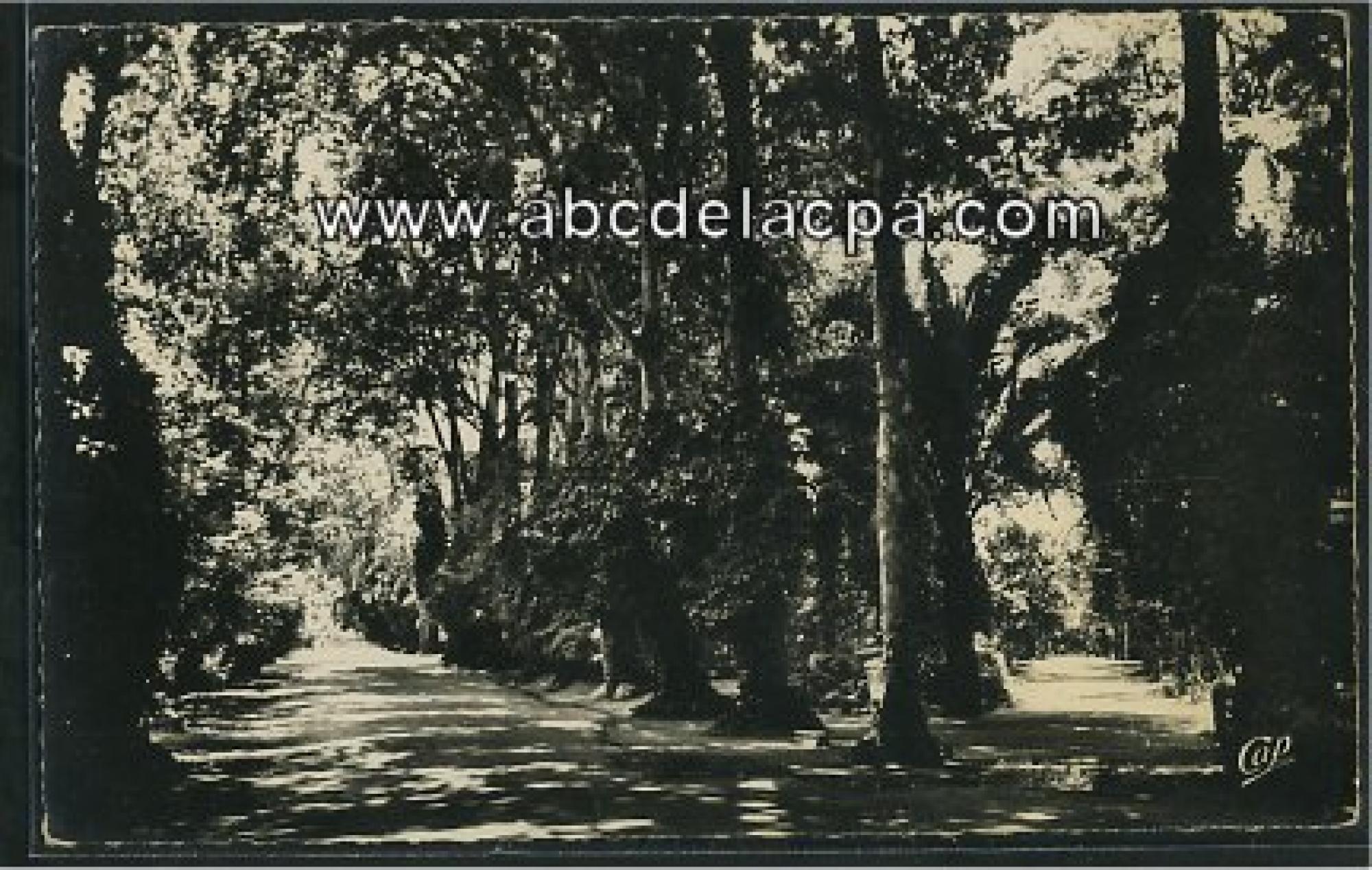 Sidi Bel Abbes  - le jardin public - les allées