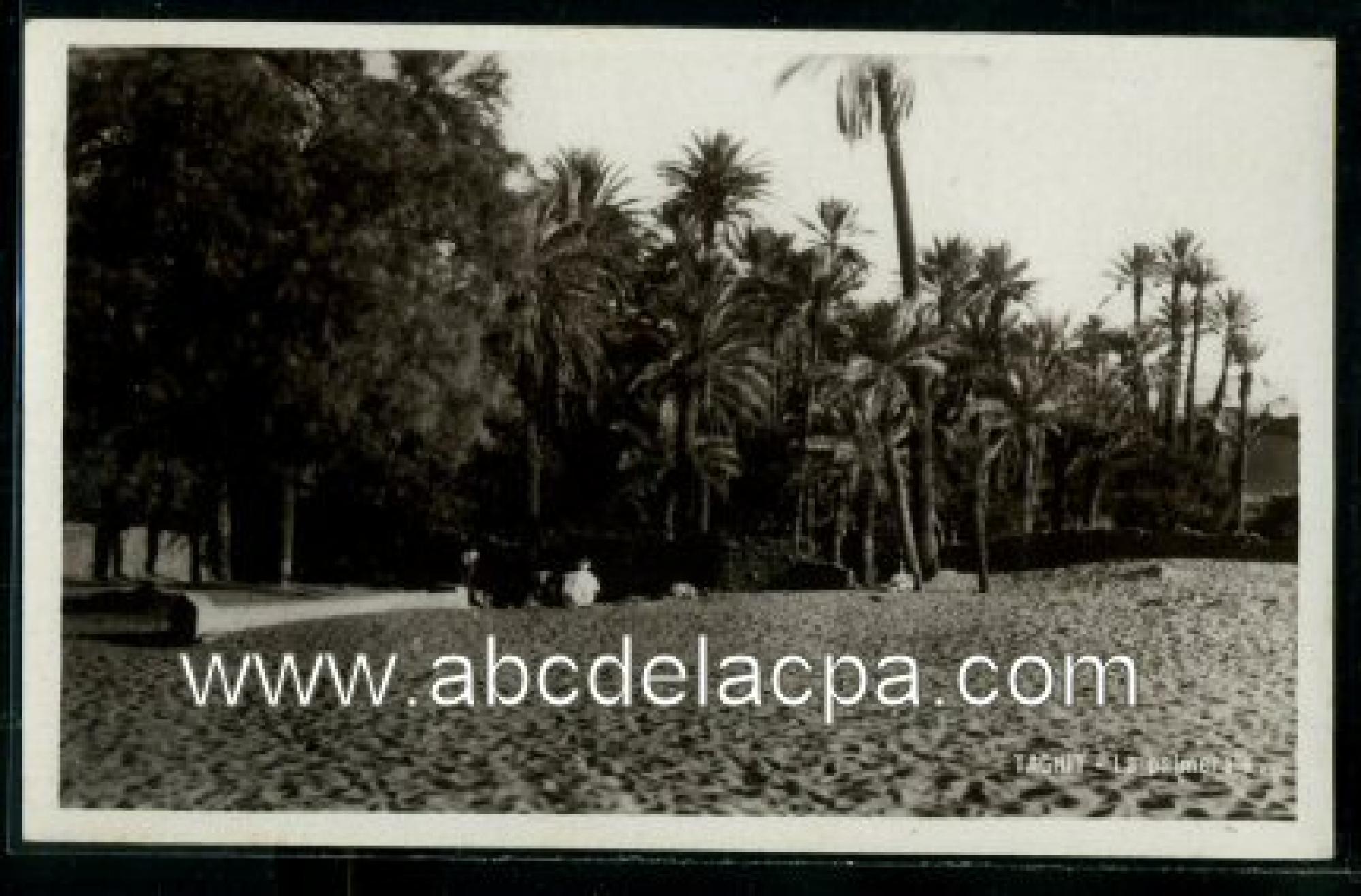 Taghit  - la palmeraie