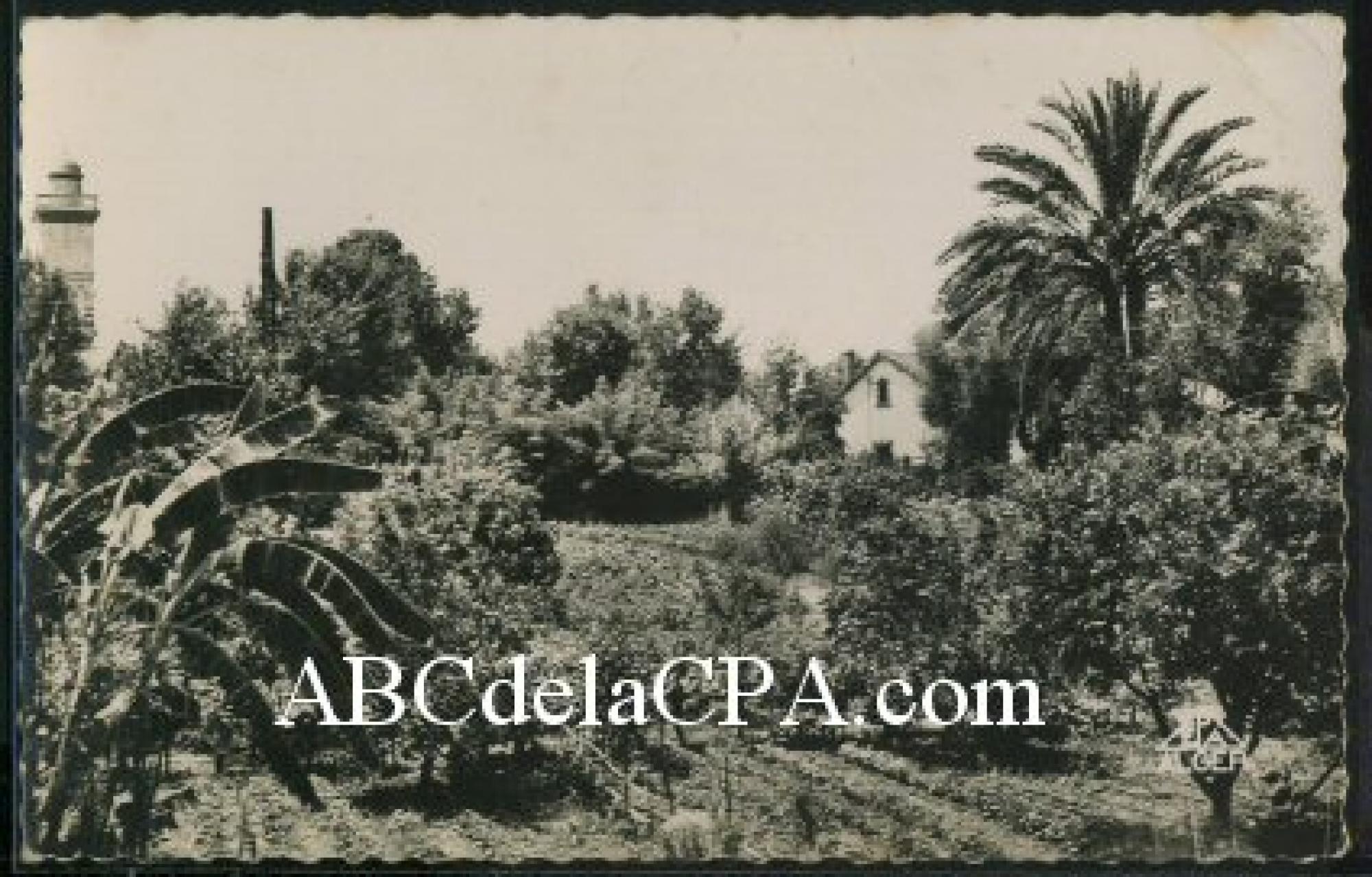 Taher  - la mosquée vue du jardin de l'administrateur