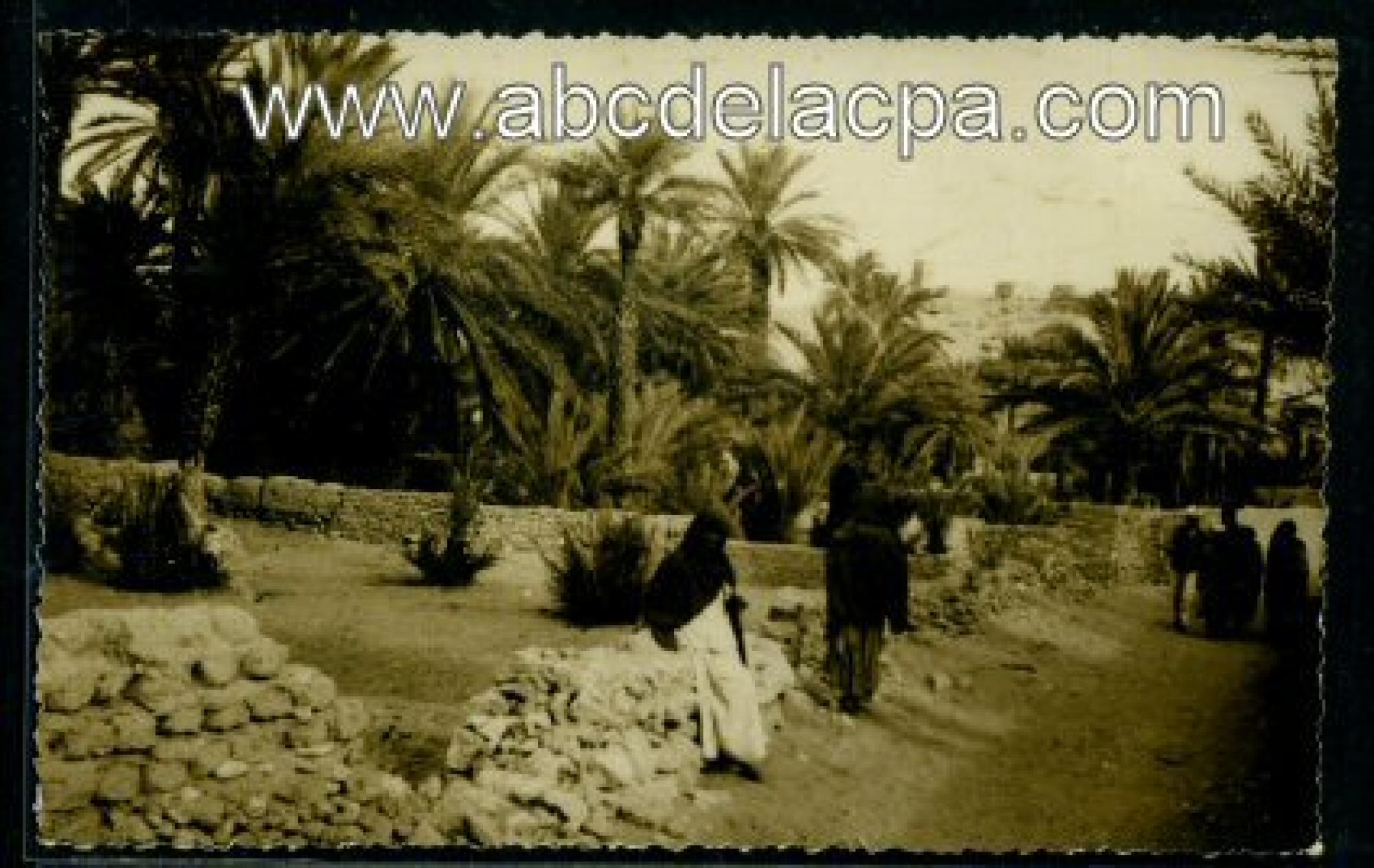 Tindouf  - la palmeraie