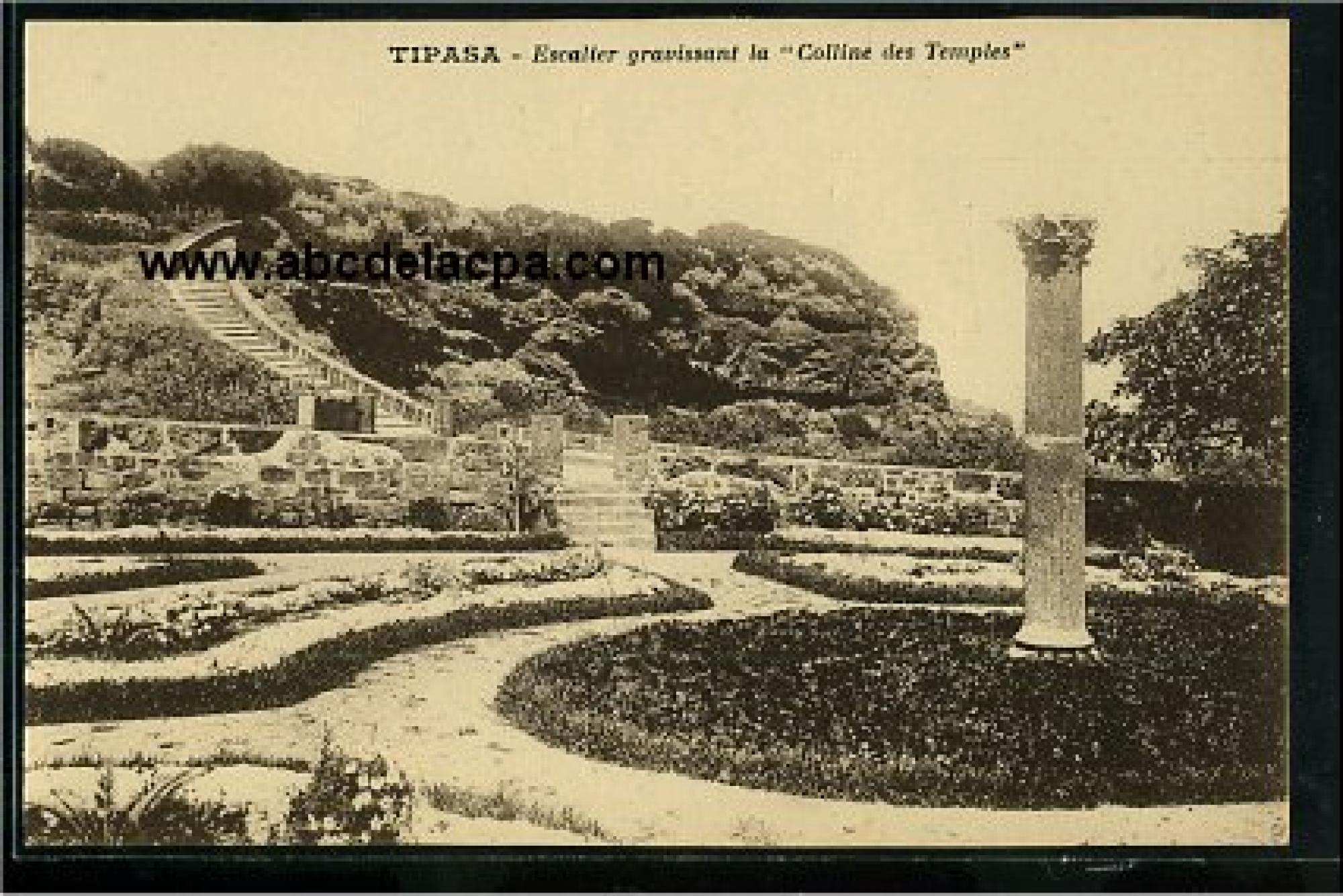 Tipaza  - escalier gravissant la 