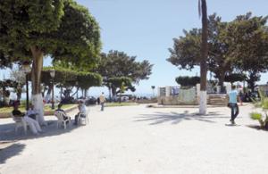 Alger - Jardins publics: Ces  fleurs  qui ne sont pas les bienvenues