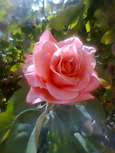 Coeur Fleurs insolites