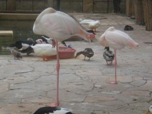 Jardin d'essai Flamants roses
