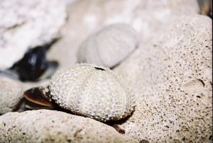 Galet, Jardin d'essai Galets/pierres