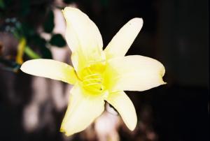 Jardin d'essai Fleurs et plantes