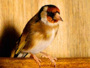 Chardonneret golden Animaux