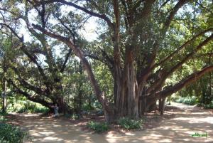 Au Jardin d'Essai Fleurs et plantes