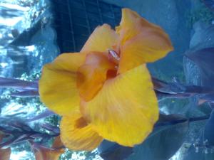 Fleur Fleurs et plantes